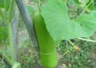 葫芦瓜怎么种植最好？