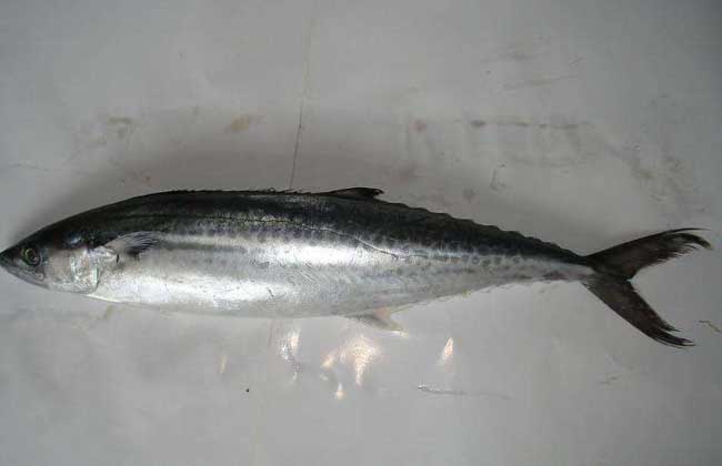 鲅鱼价格