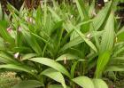 白芨种苗价格及种植方法