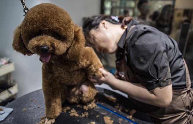 宠物美容师