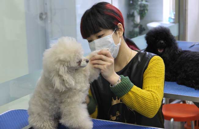 宠物美容师
