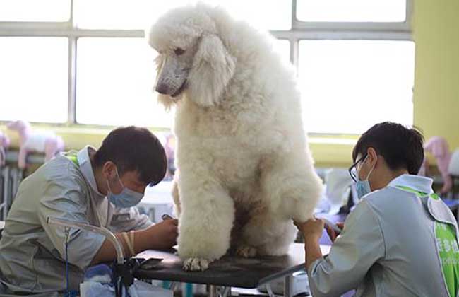 宠物美容师