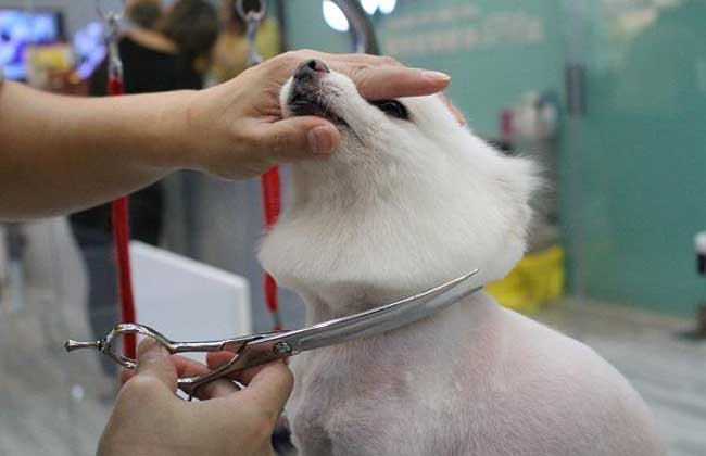宠物美容师培训