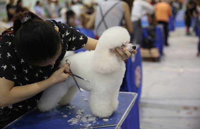 宠物美容师培训