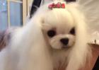 宠物美容师培训多少钱？