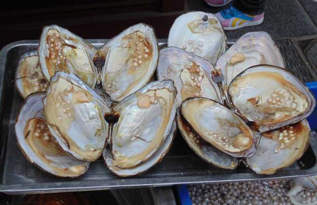 河蚌价格