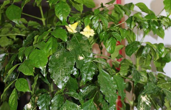 幸福树开花