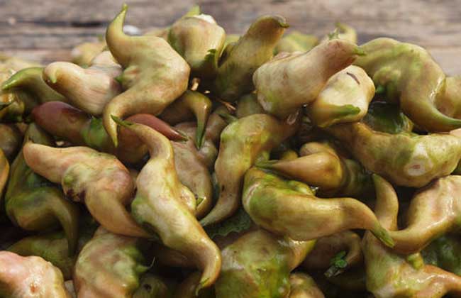 菱角