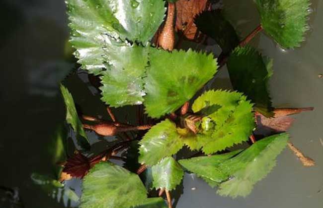 菱角