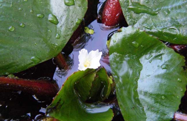 菱角