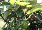 牛油果种子怎么种？