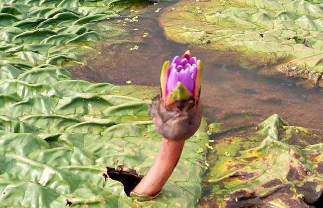 芡实