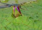芡实种子价格及种植方法