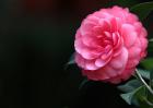 冬季也能盛开的花卉