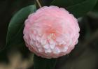 茶花冬天怎样养殖