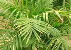 夏威夷椰子怎么浇水