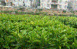 非洲茉莉的养殖方法和注意事项