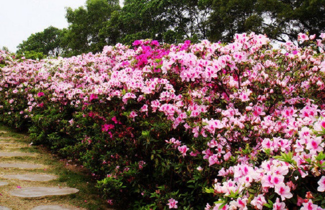 杜鹃花1