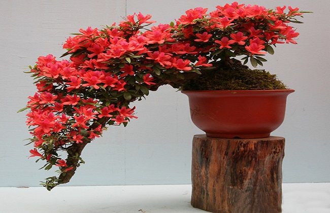 杜鹃花2
