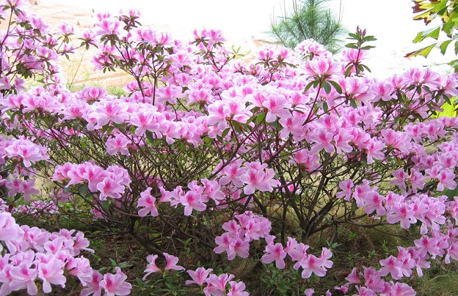 杜鹃花3