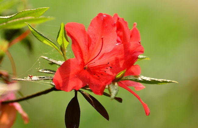 杜鹃花4
