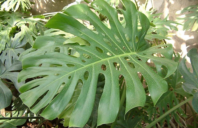 龟背竹烂根