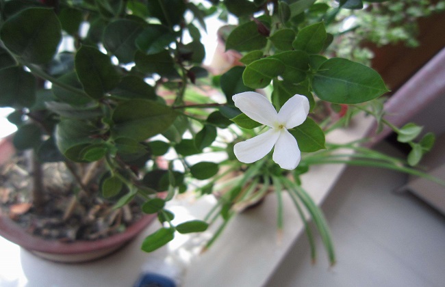 铁茉莉1