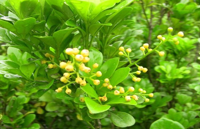 米兰1