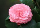 茶花根烂了怎么办