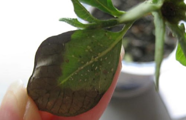 介壳虫