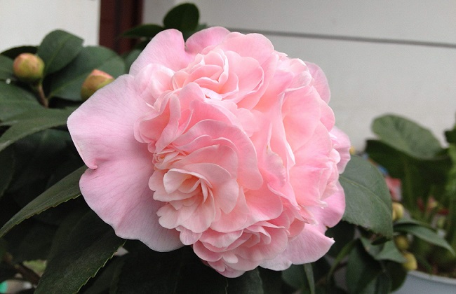 茶花2
