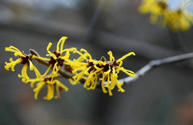 金缕花