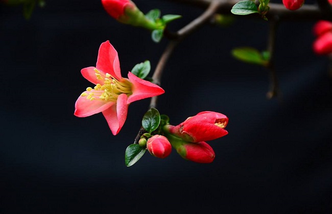 海棠花