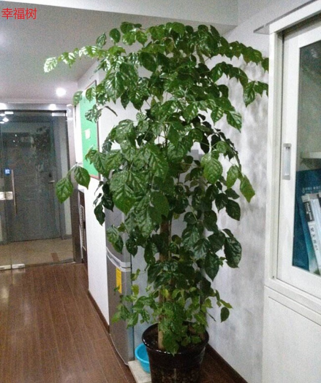 幸福树