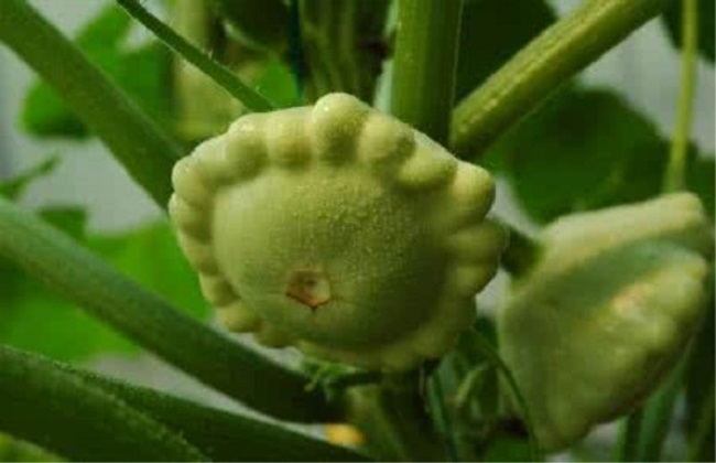 飞碟瓜的功效和作用及食用方法