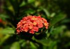 龙船花冬季养殖方法