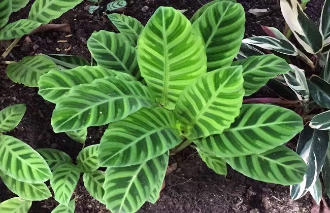 肖竹芋