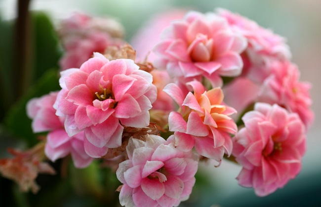 长寿花