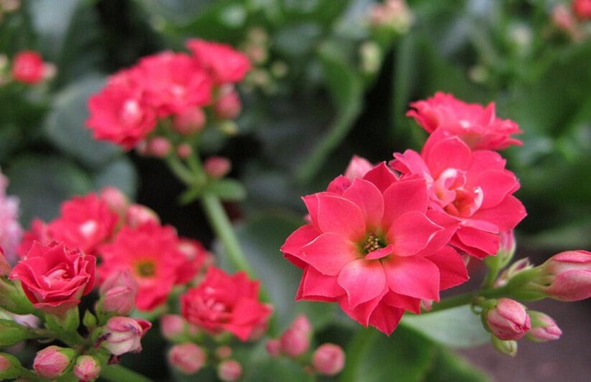 长寿花