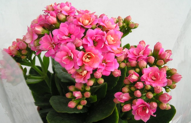 长寿花