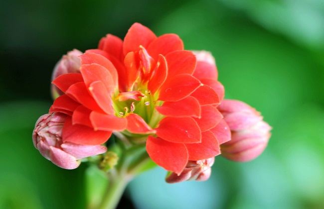 长寿花