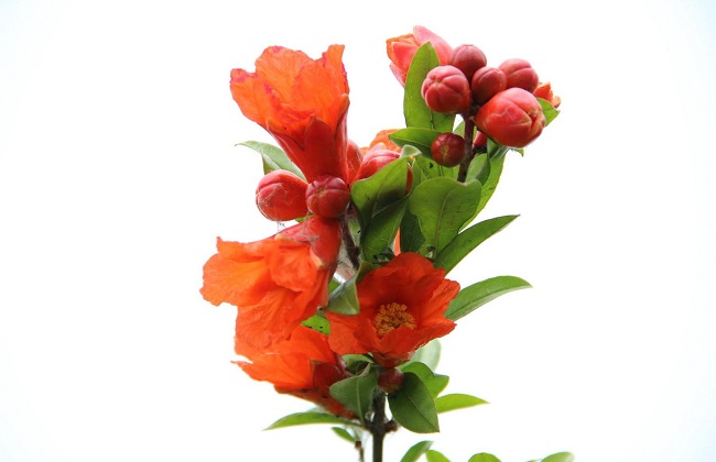 石榴花