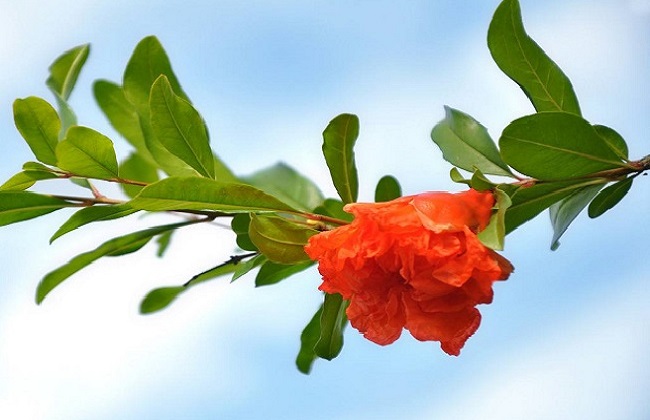石榴花