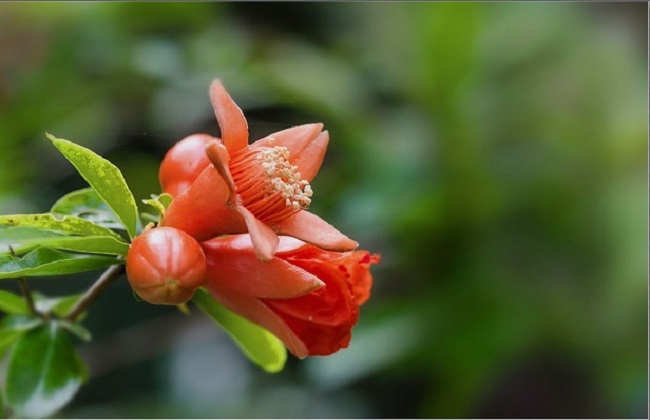 石榴花
