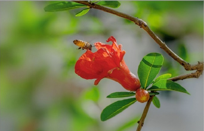 石榴花