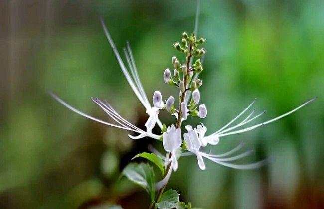 猫须草