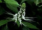 猫须草的正确服用方法