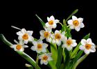 水仙花倒了怎么办