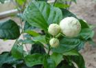 虎头茉莉有毒吗