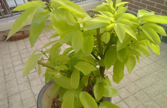 平安树